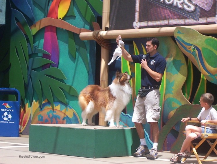 Animal Actors Stage